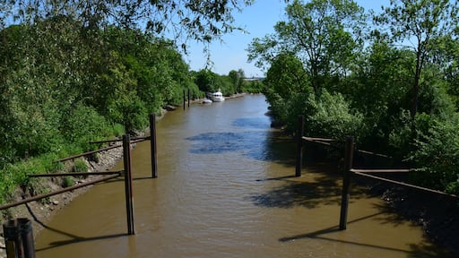 Die Lรผhe in Grรผnendeich.