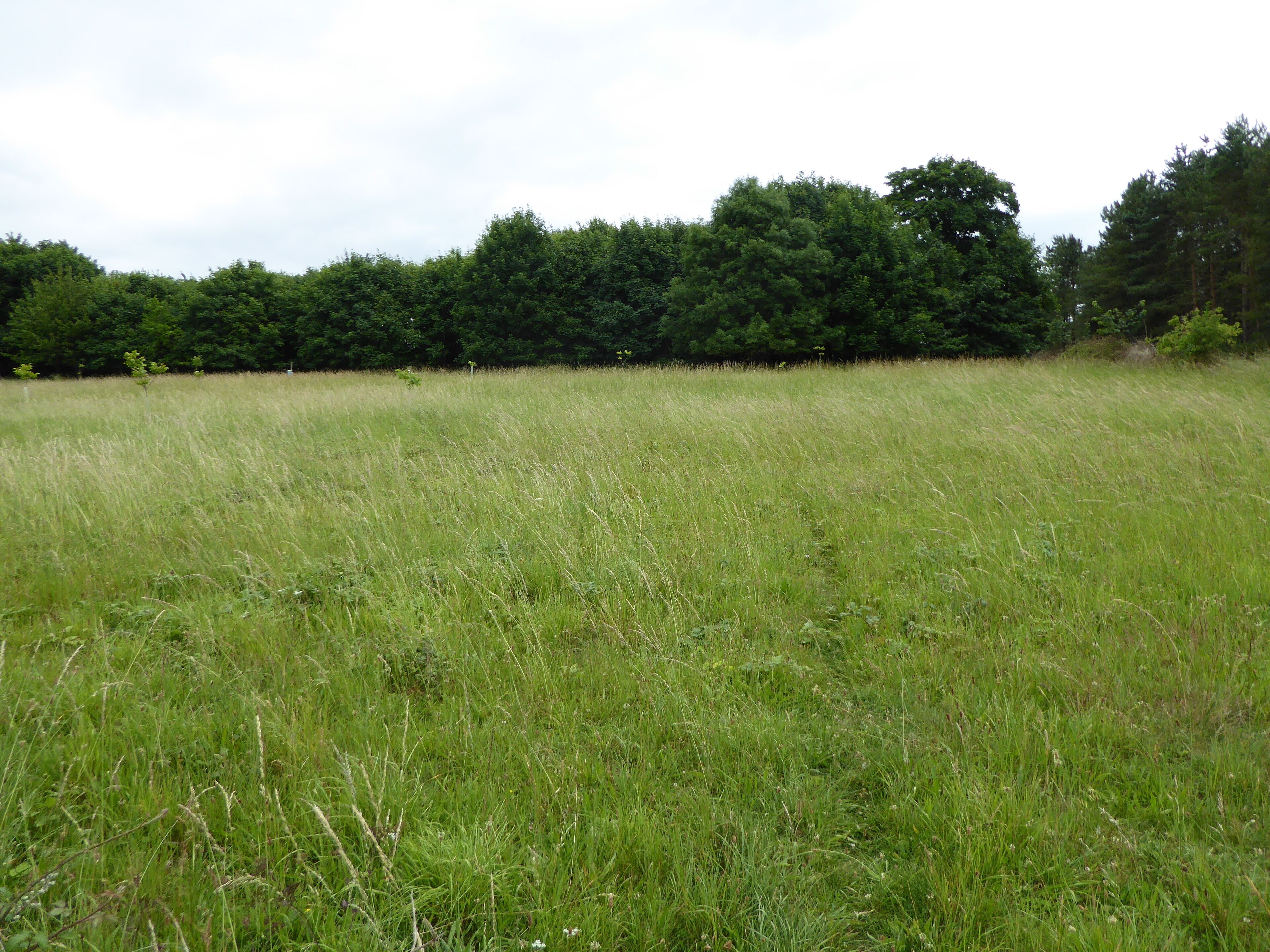 Rockhall Wood Pit, Sutton, is a geological Site of Special Scientific Interest west of Shottisham in Suffolk.