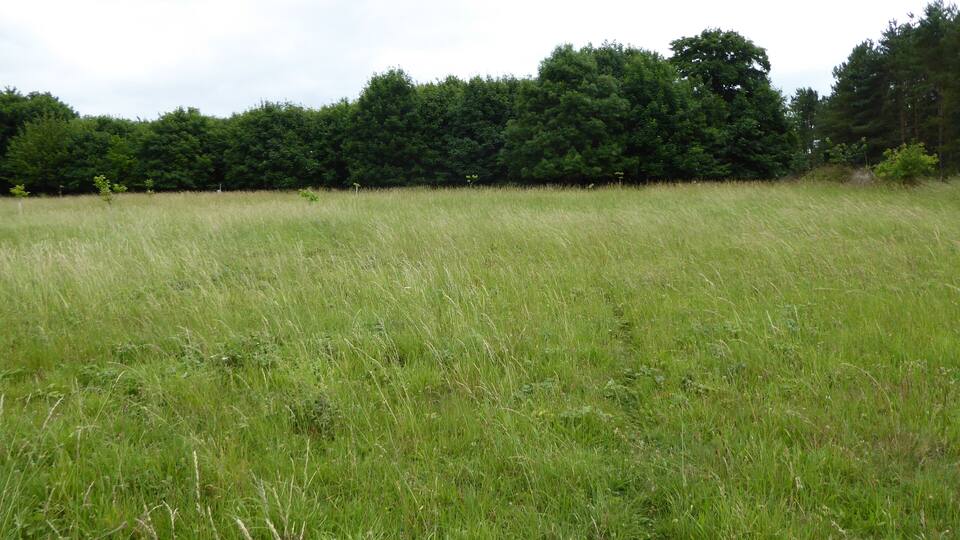 A grassy field with a line of trees in the background.