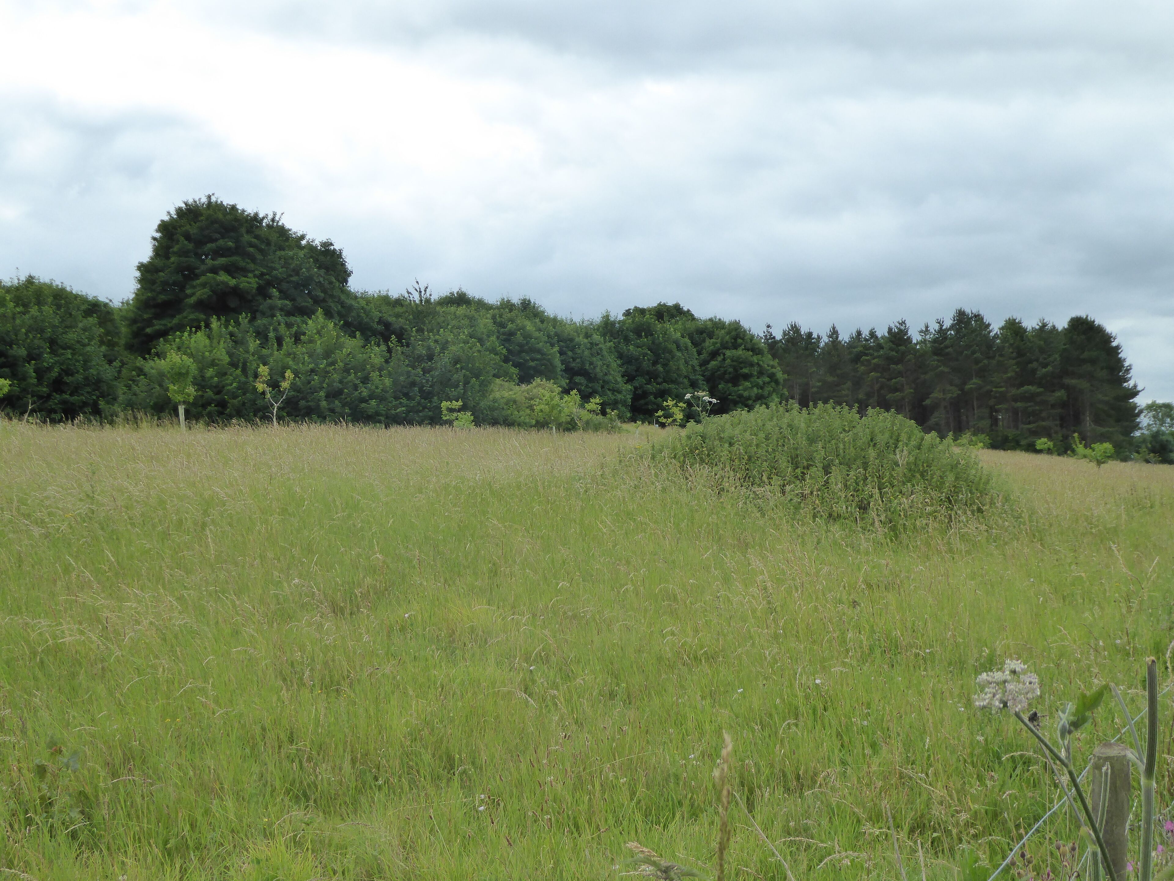 Rockhall Wood Pit, Sutton, is a geological Site of Special Scientific Interest west of Shottisham in Suffolk.