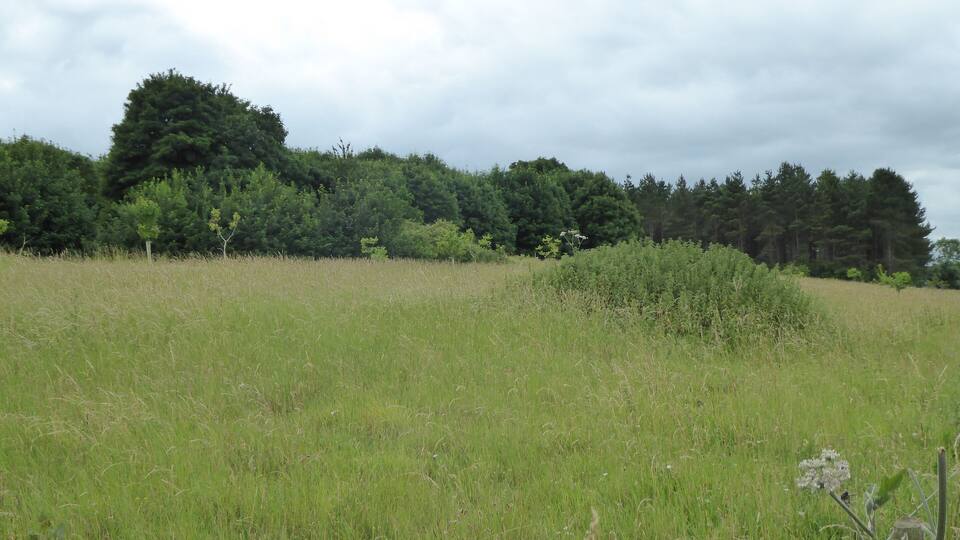 A grassy field with a line of trees in the background.