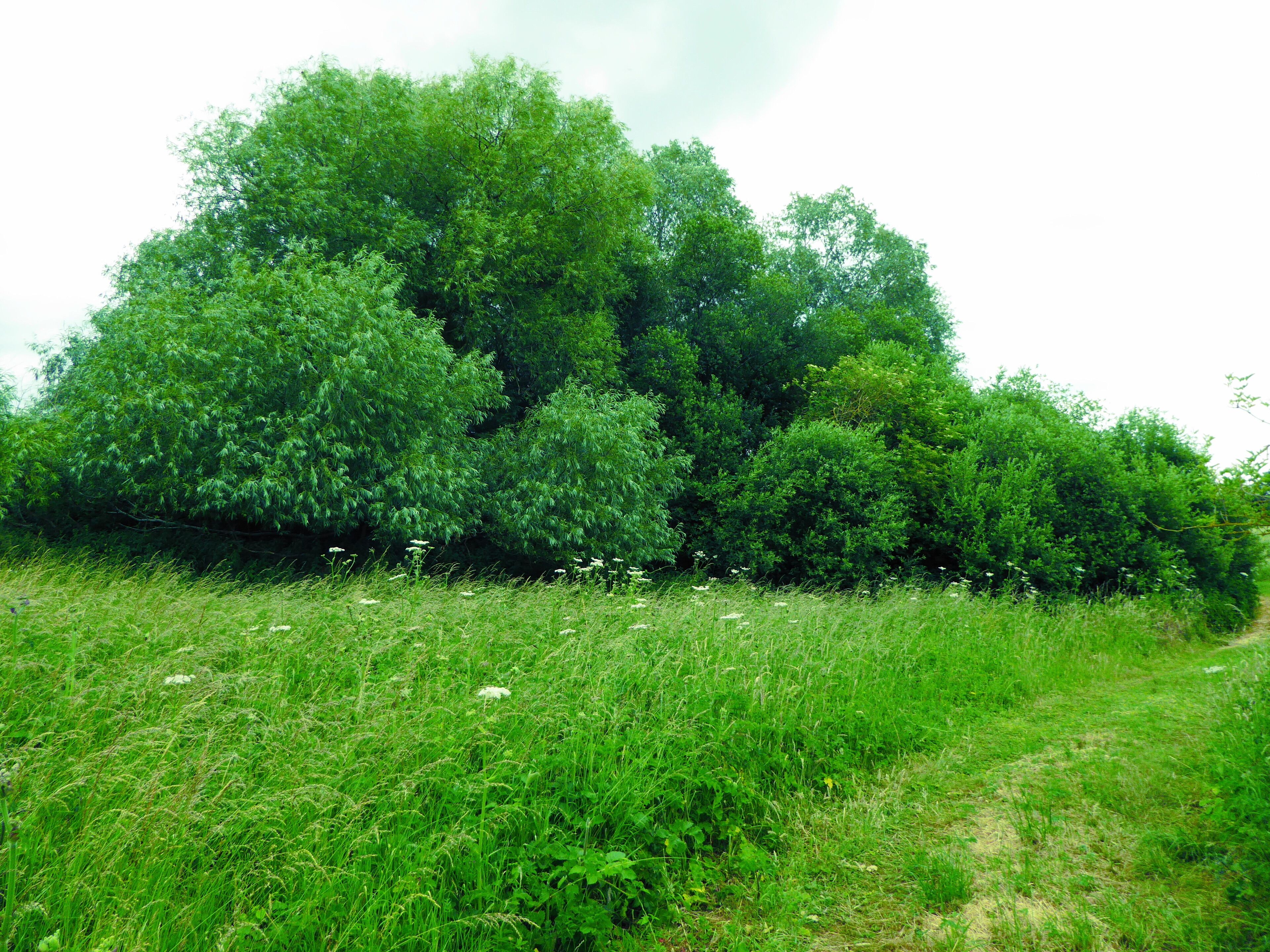 Crag Pit, Sutton, is a biological Site of Special Scientific Interest north of Shottisham in Suffolk.