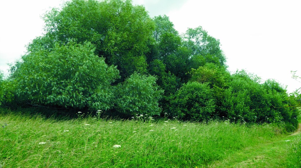 Crag Pit, Sutton, is a biological Site of Special Scientific Interest north of Shottisham in Suffolk.