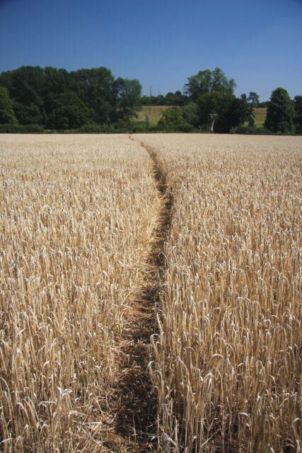 Footpath through the barley This path leads from the private track to Methersgate Hall, towards the River Deben.
