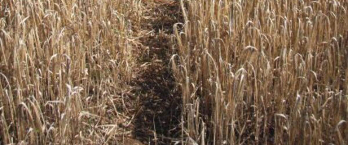 Footpath through the barley This path leads from the private track to Methersgate Hall, towards the River Deben.
