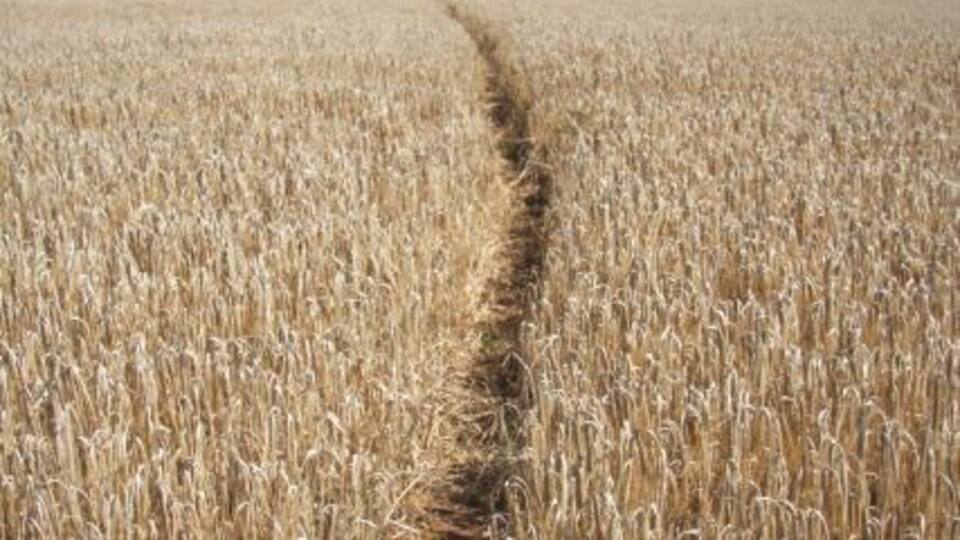 A field of golden wheat with a narrow path cutting through it.