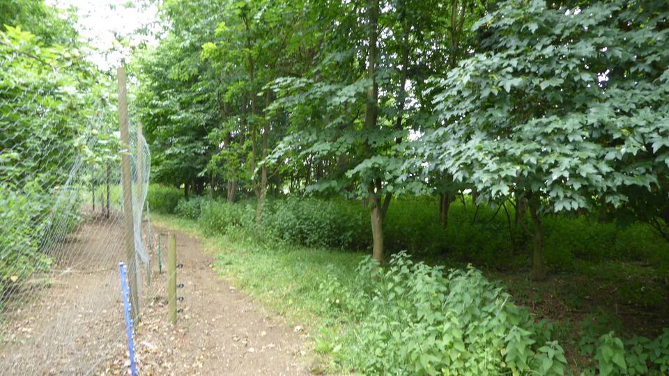 A forested area with a dirt path, a chain-link fence, and dense green foliage.