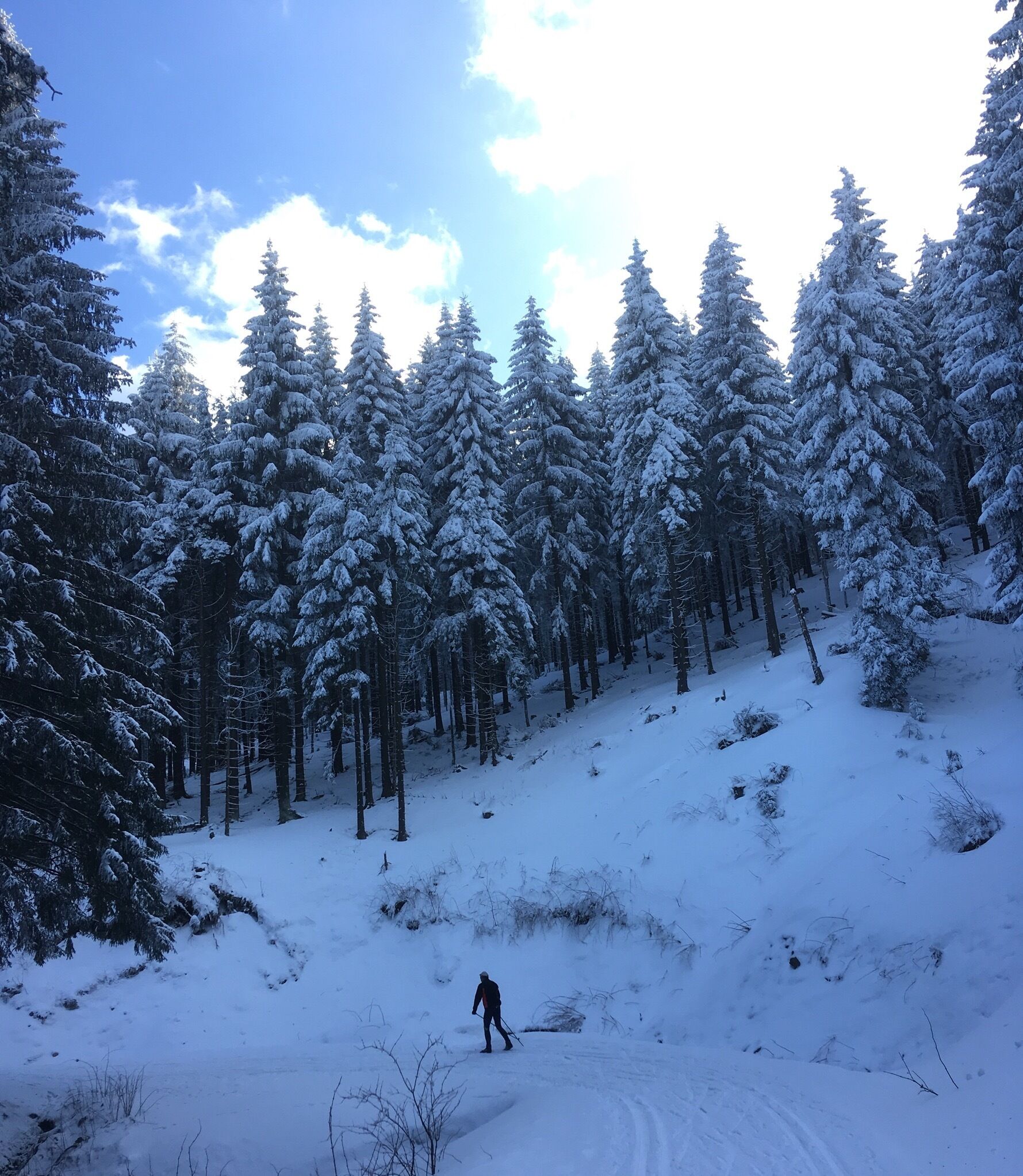 Norway spruce (Picea abies) in Winter, near Gehlberg, Thuringian Forest, Germany