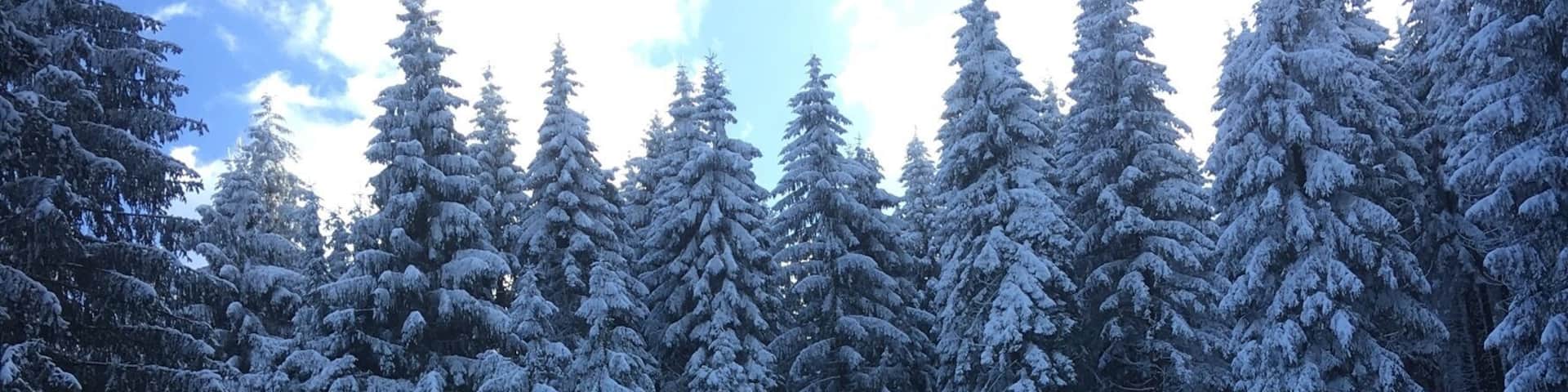 Norway spruce (Picea abies) in Winter, near Gehlberg, Thuringian Forest, Germany
