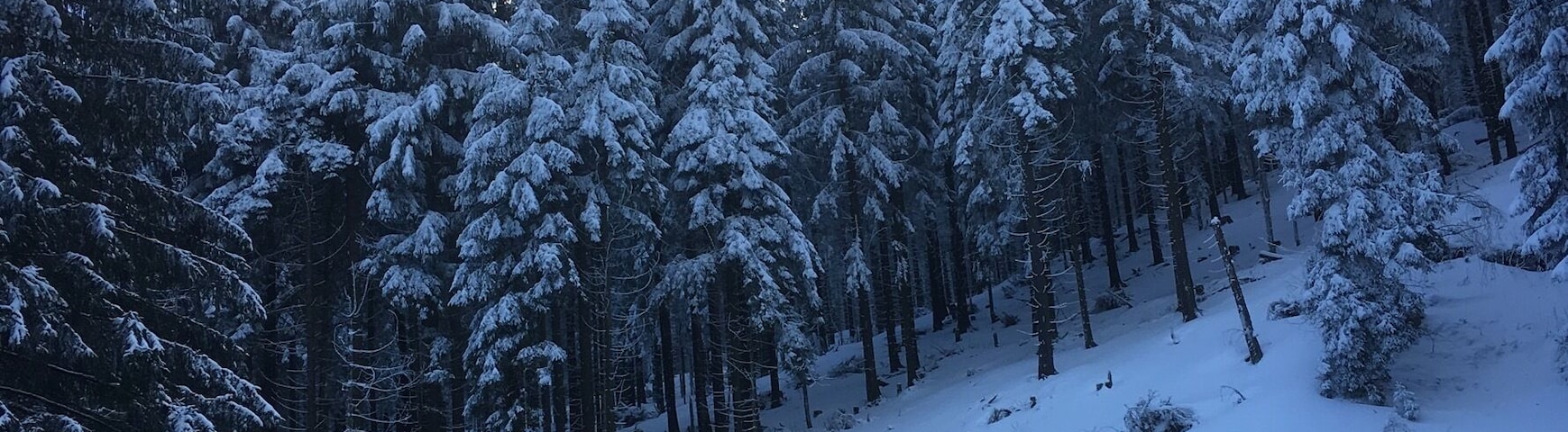 Norway spruce (Picea abies) in Winter, near Gehlberg, Thuringian Forest, Germany