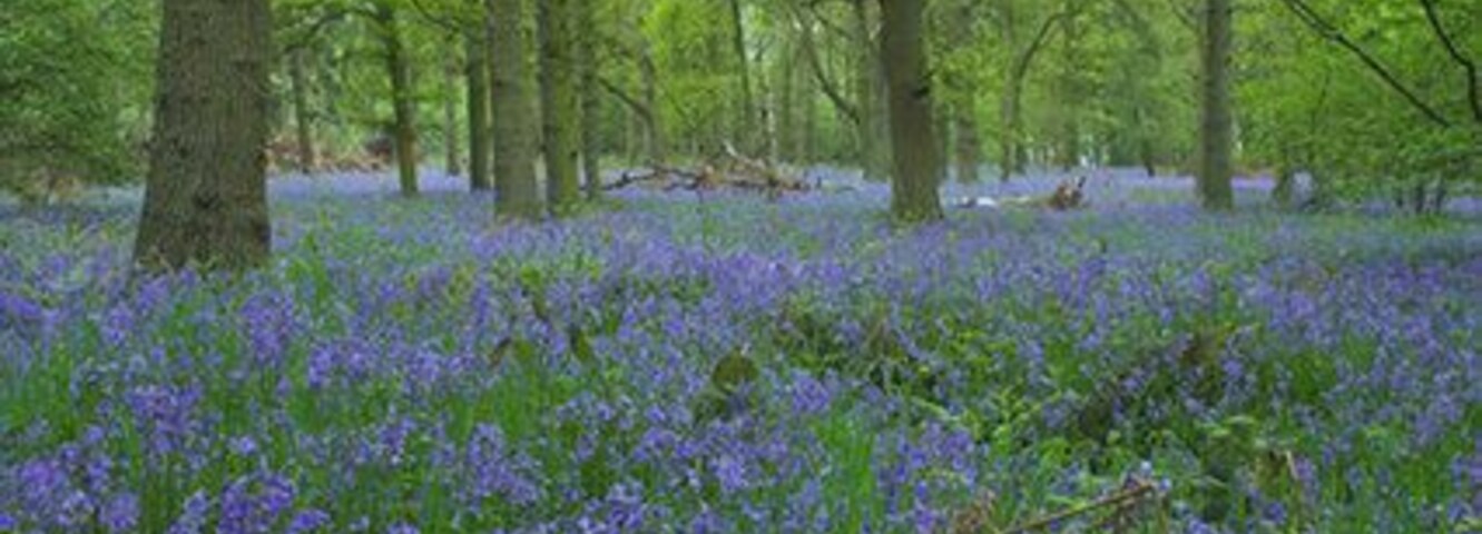 Another view of Lloyd's Coppice. An alternative view of Lloyd's Coppice near Bentley.
