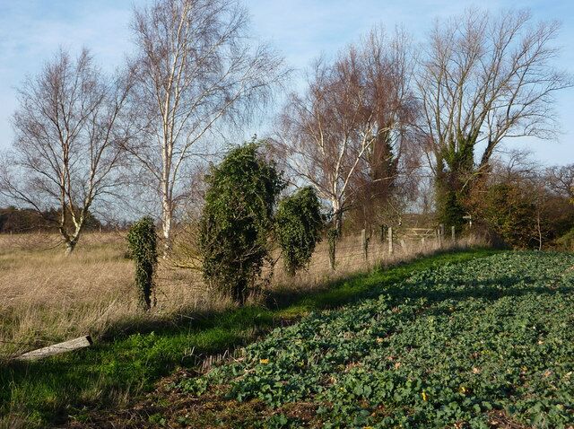 Fields near Alton Water dam A pleasing contrast between the cultivated field and the field beyond with scattered birch trees and long grass.