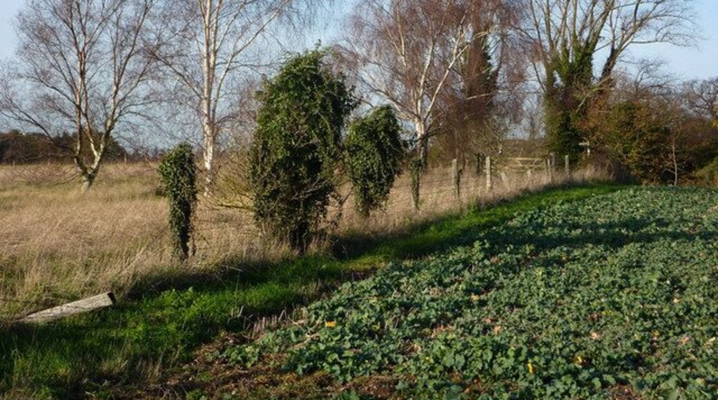 Fields near Alton Water dam A pleasing contrast between the cultivated field and the field beyond with scattered birch trees and long grass.