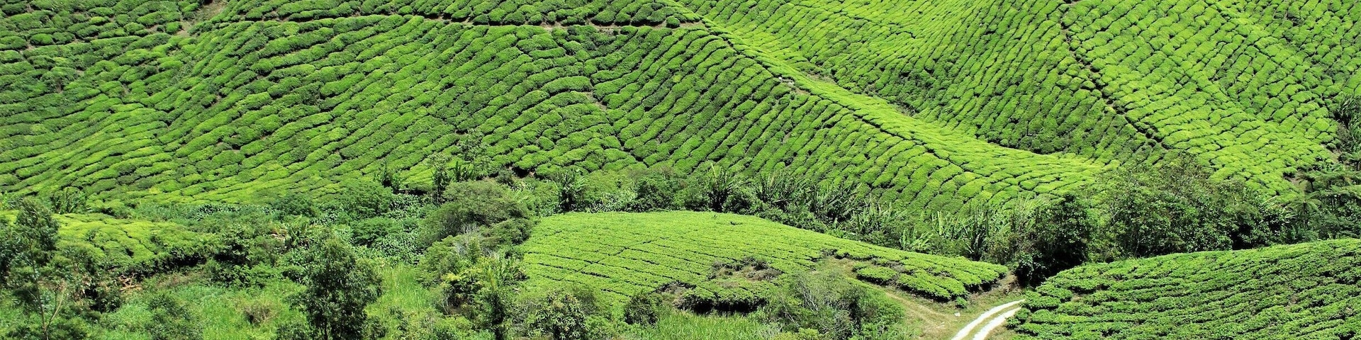 The Boh Tea Plantation in the Cameron Highlands has the most modern architecture for its gorgeous tea shop and restaurant. But it's the views that make this a must-visit destination on your Malaysian itinerary.