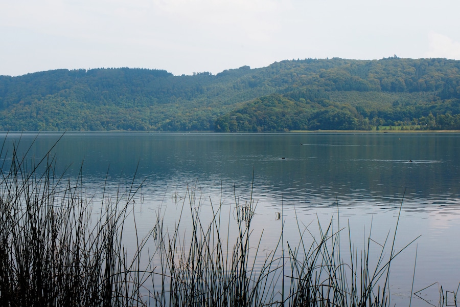A calm lake with tall grasses in the foreground and a forested hill in the background.