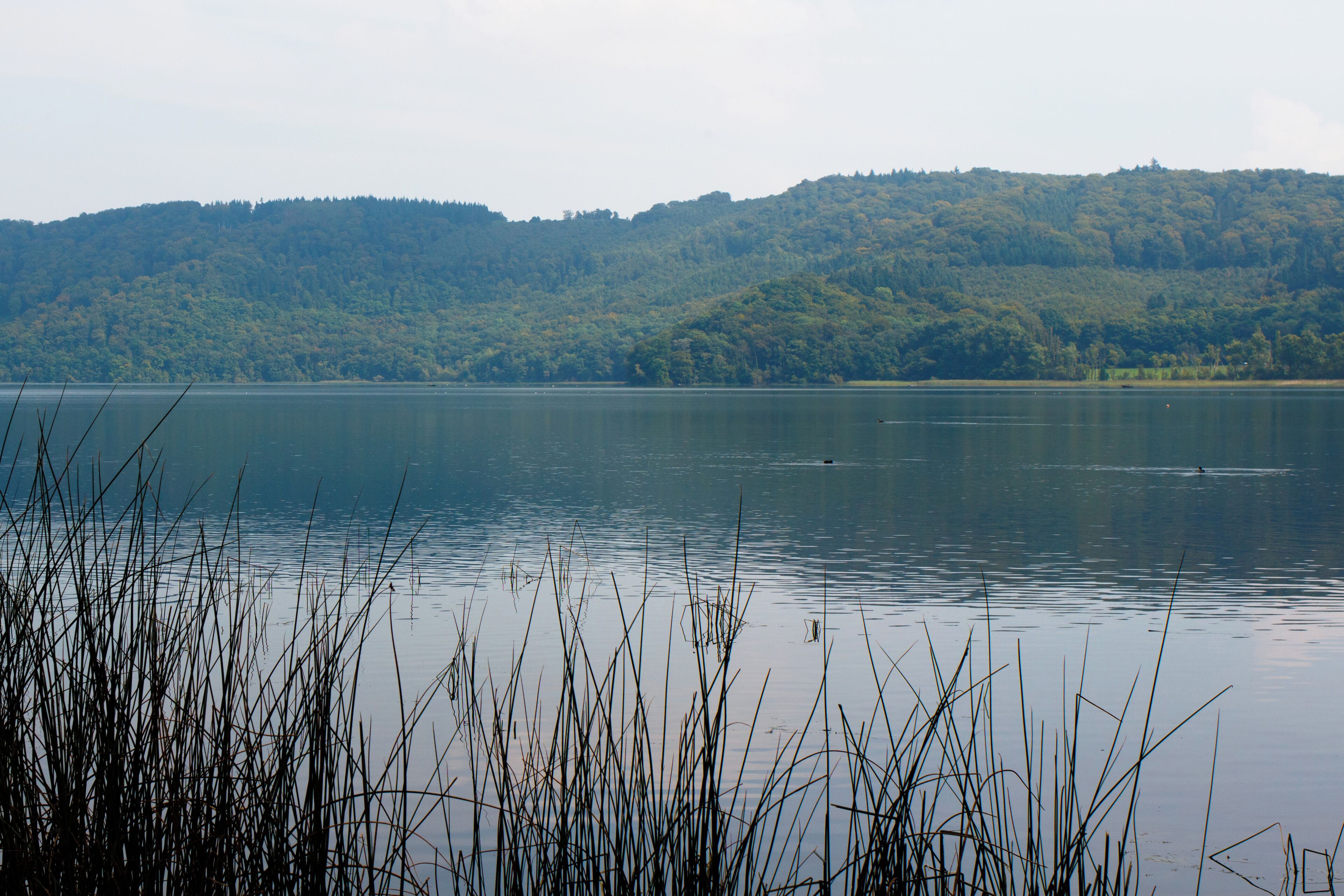 A calm lake with tall grasses in the foreground and a forested hill in the background.