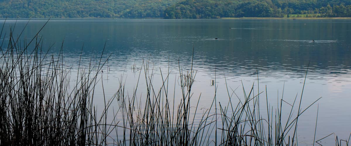 A calm lake with tall grasses in the foreground and a forested hill in the background.