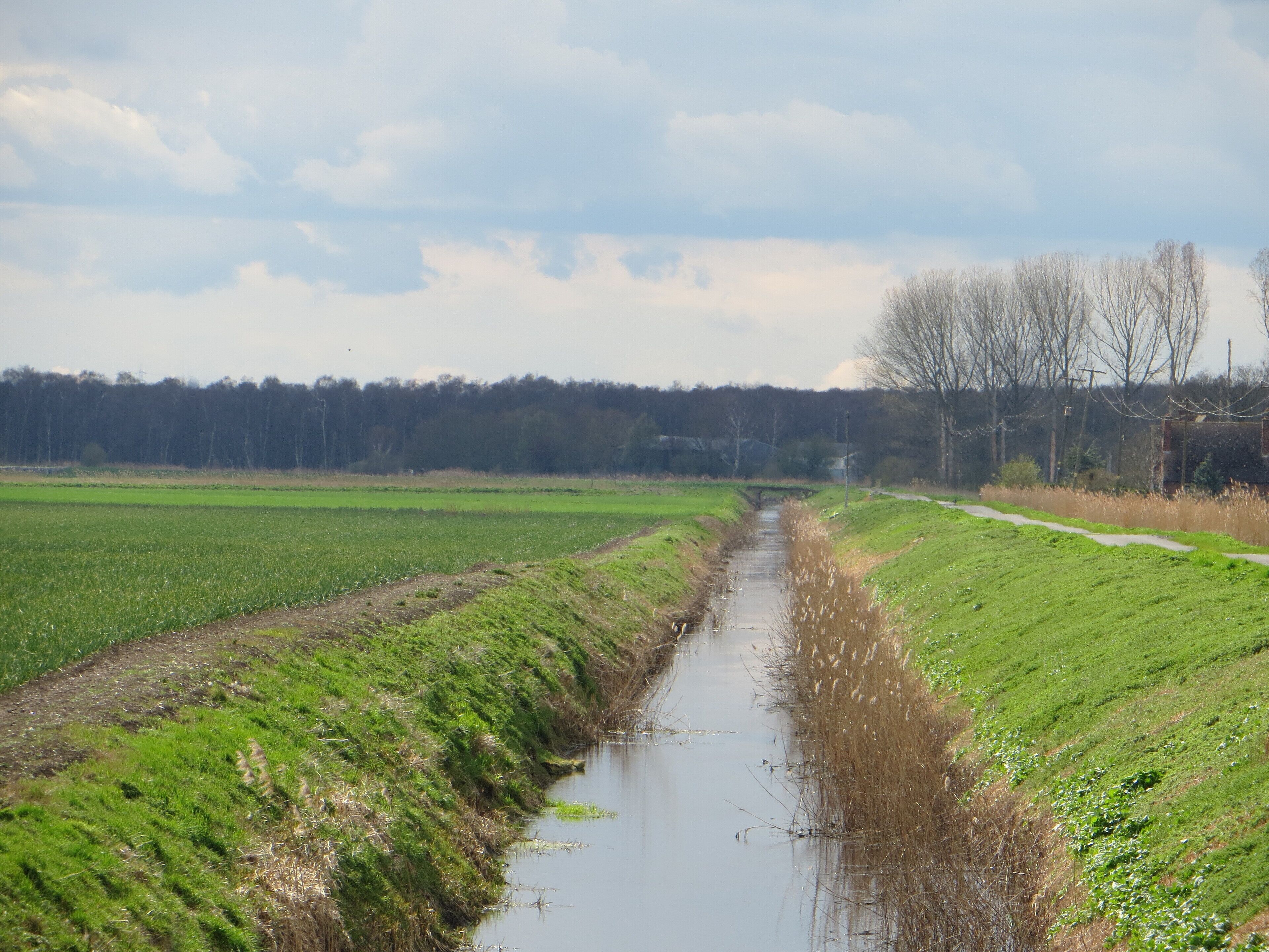 Looking back to Holme Fen National Nature Reserve April 2016
