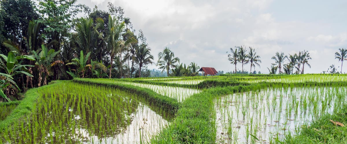 A lush green rice paddy with water reflecting the sky, surrounded by tall palm trees and a small red-roofed building in the distance.