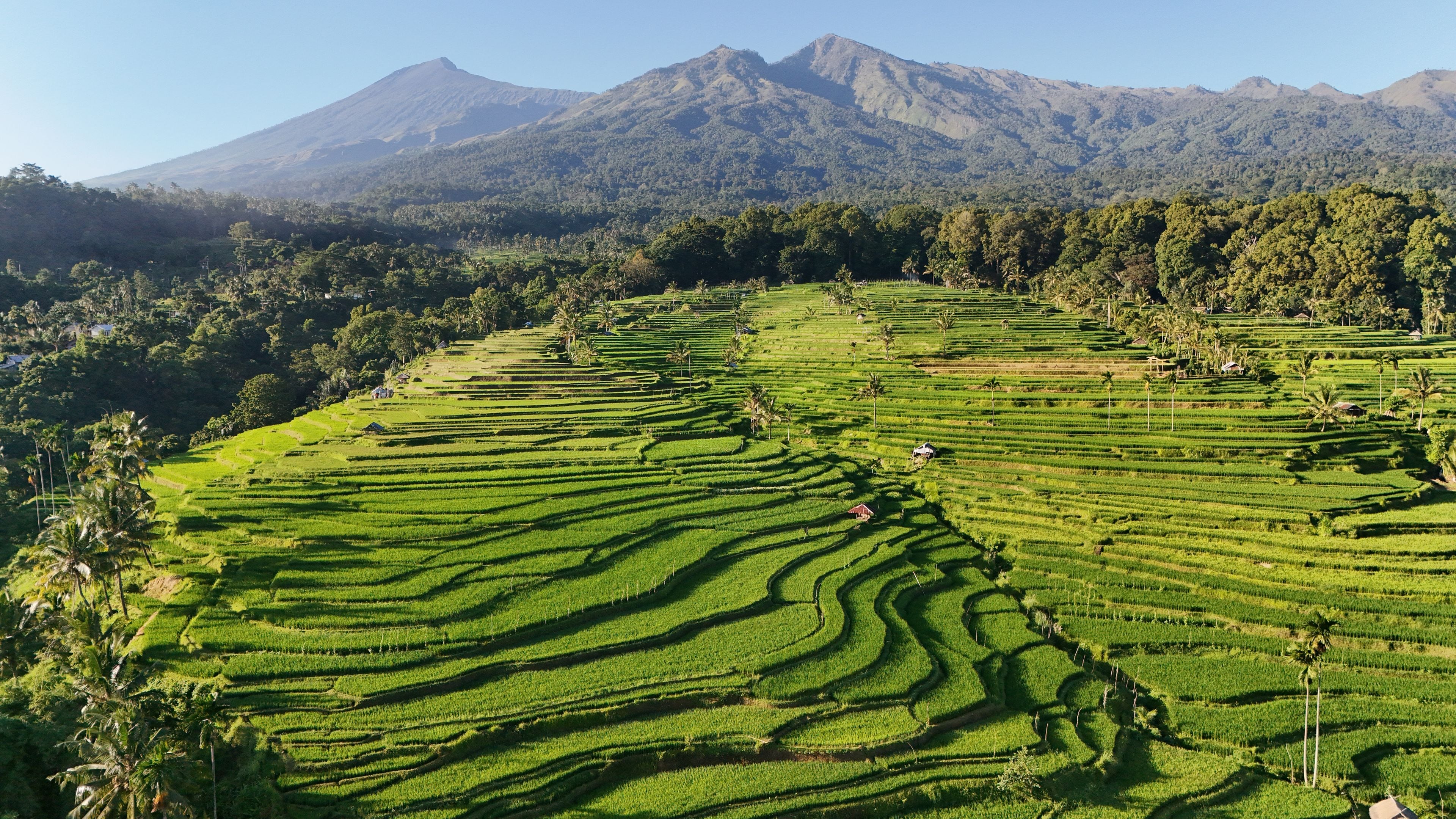Terraced rice fields, palm trees, and a mountain range.
