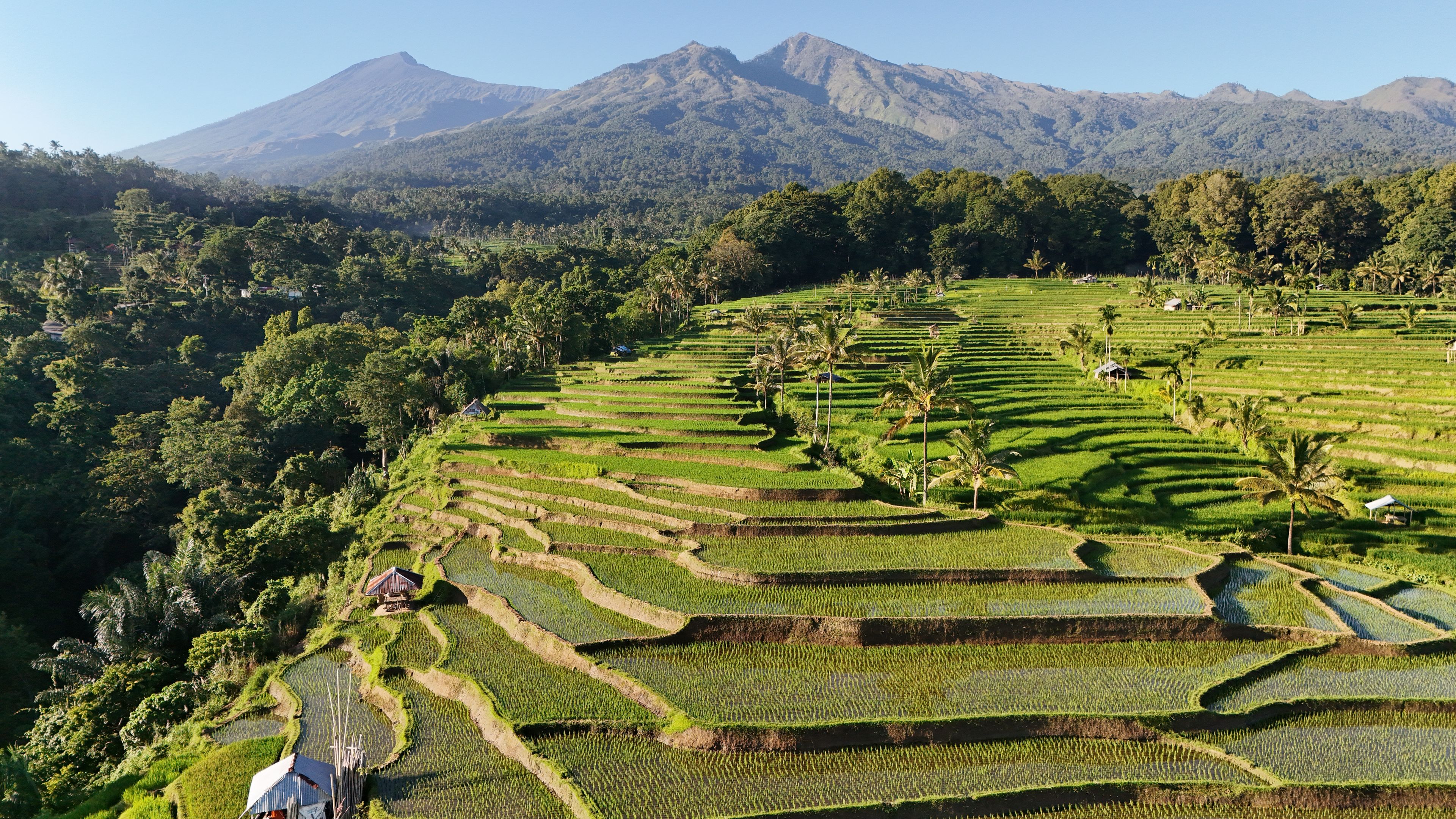 Terraced rice fields, a mountain, and a small house.