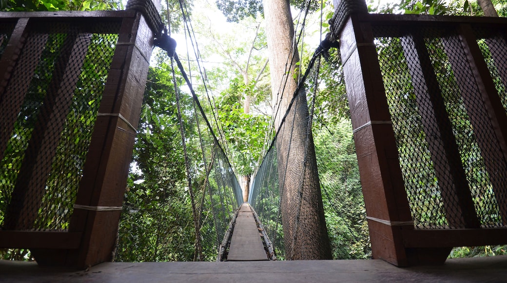 Poring Treetop Canopy Walk
