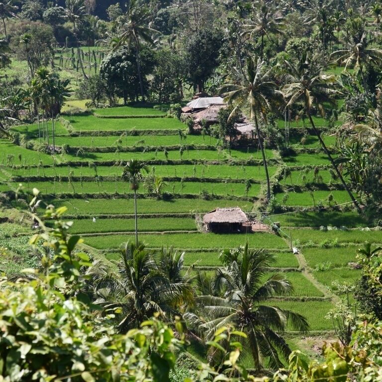 A local farm with padi (rice) fields.