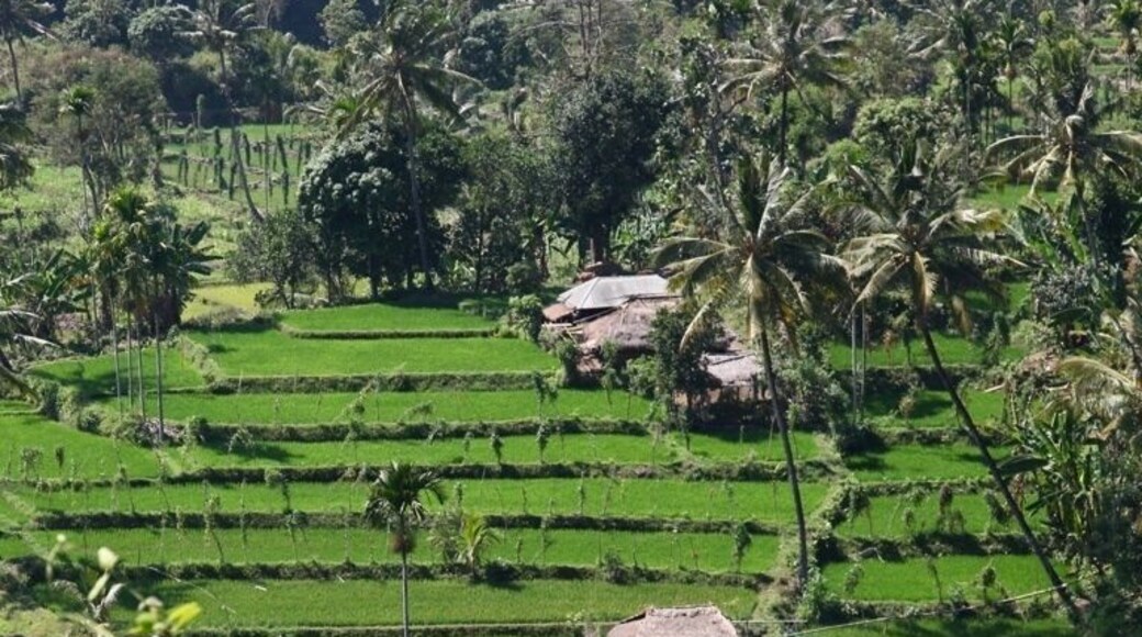 A local farm with padi (rice) fields.