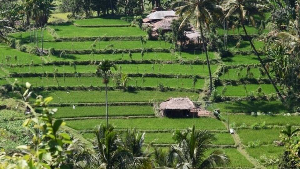 Terraced rice fields, palm trees, and traditional huts in a rural landscape.