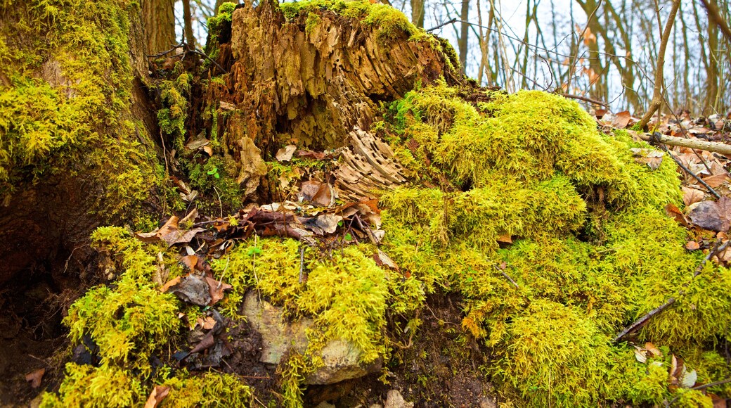 Weg zur Veste Heldburg