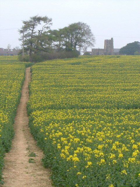 Kingstone church from the south Looking across a field of brassica, past a little stand of trees in its midst, from the footpath to Dowlish Wake.
