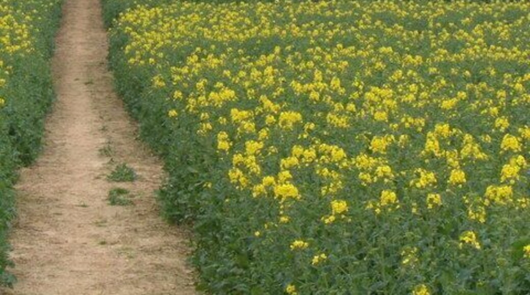 Kingstone church from the south Looking across a field of brassica, past a little stand of trees in its midst, from the footpath to Dowlish Wake.