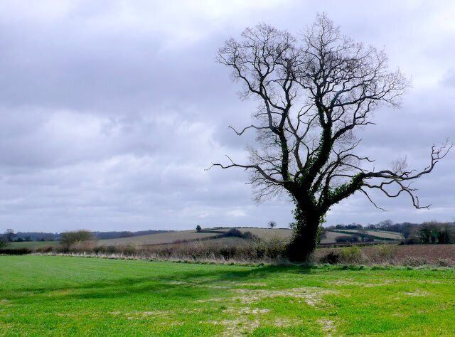 Countryside near Seavington St Mary View across fields at the southern edge of the square close to where Longforward Lane meets Park Lane.