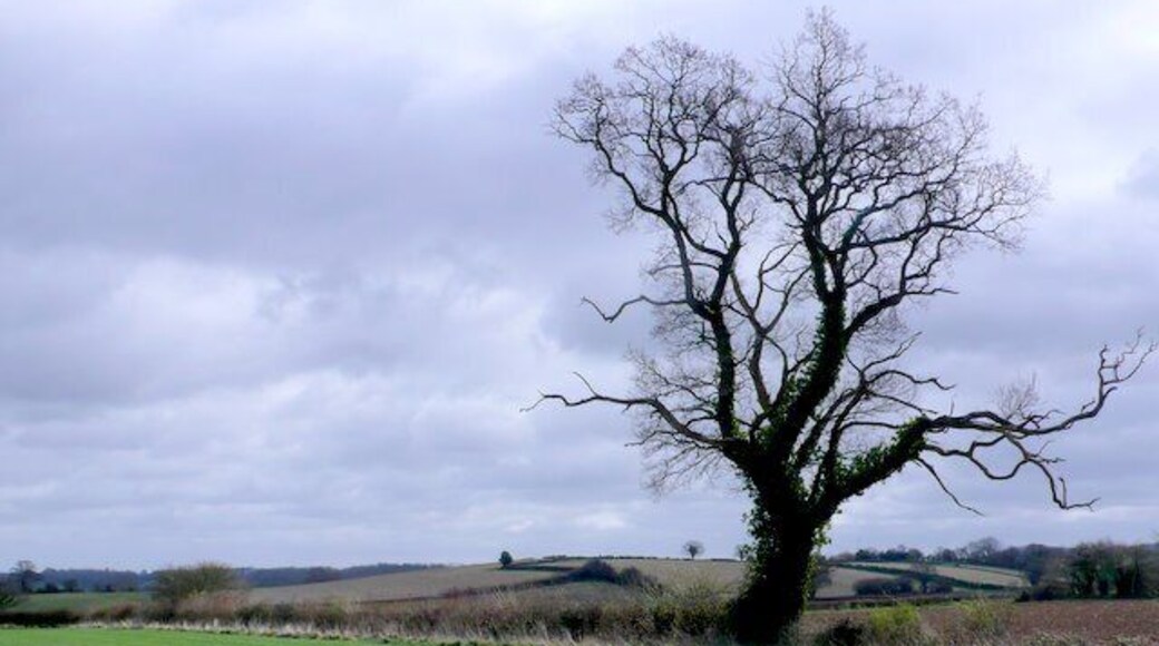 Countryside near Seavington St Mary View across fields at the southern edge of the square close to where Longforward Lane meets Park Lane.