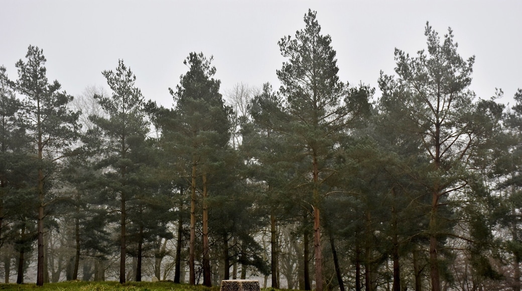 Badbury Rings is an Iron Age hill fort in east Dorset, England. It was in the territory of the Durotriges. In the Roman era a temple was located immediately west of the fort, and there was a Romano-British town known as Vindocladia a short distance to the south-west