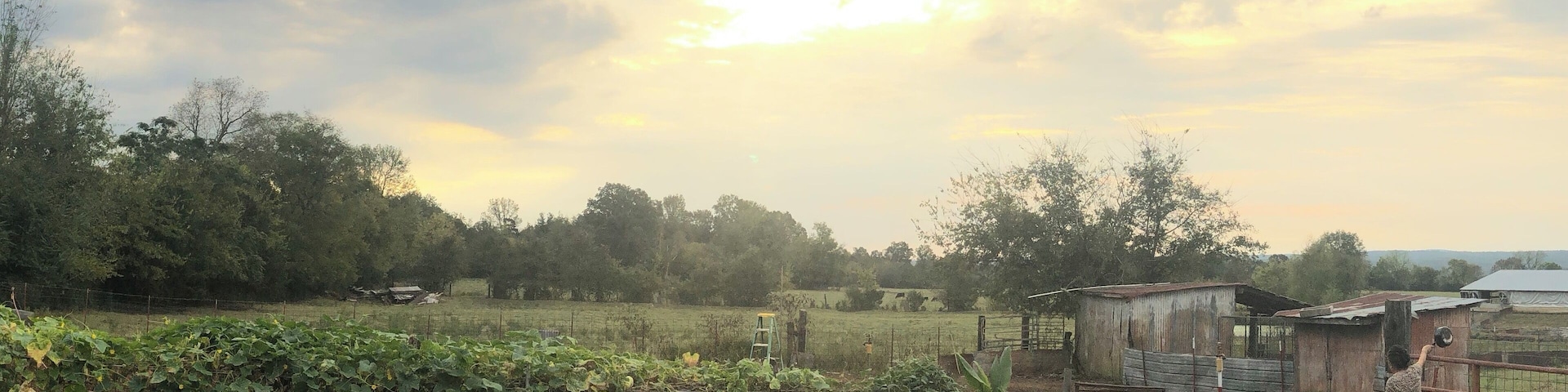 Glorious morning sunshine.