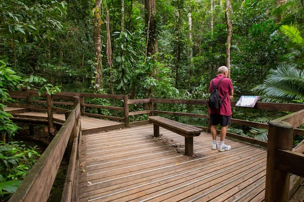 A wooden boardwalk with benches surrounded by dense tropical foliage.