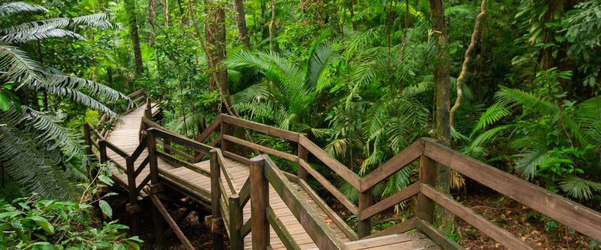 Jindalba Boardwalk featuring forests and a bridge