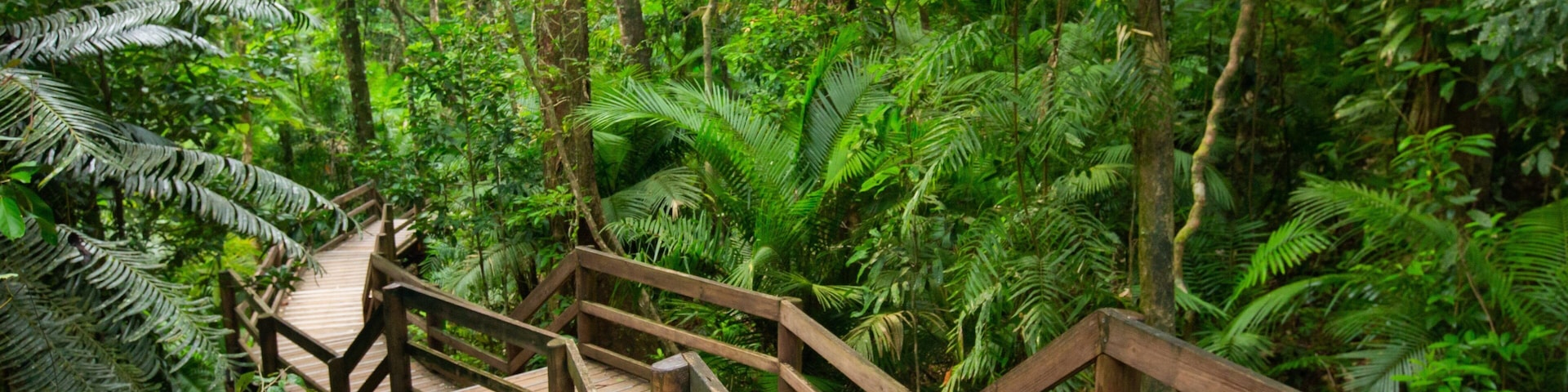 Jindalba Boardwalk featuring forests and a bridge