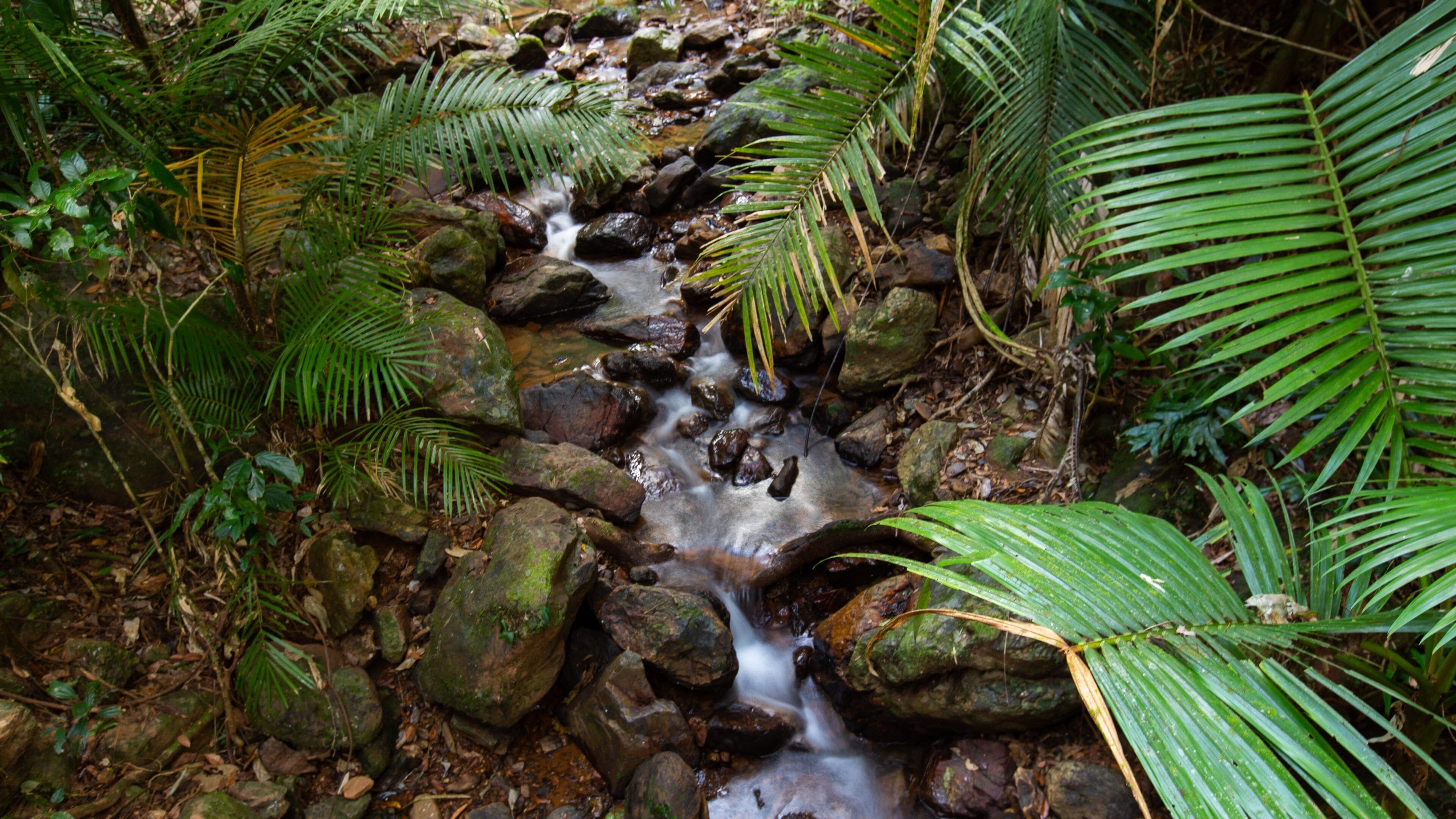 Jindalba Boardwalk which includes a river or creek