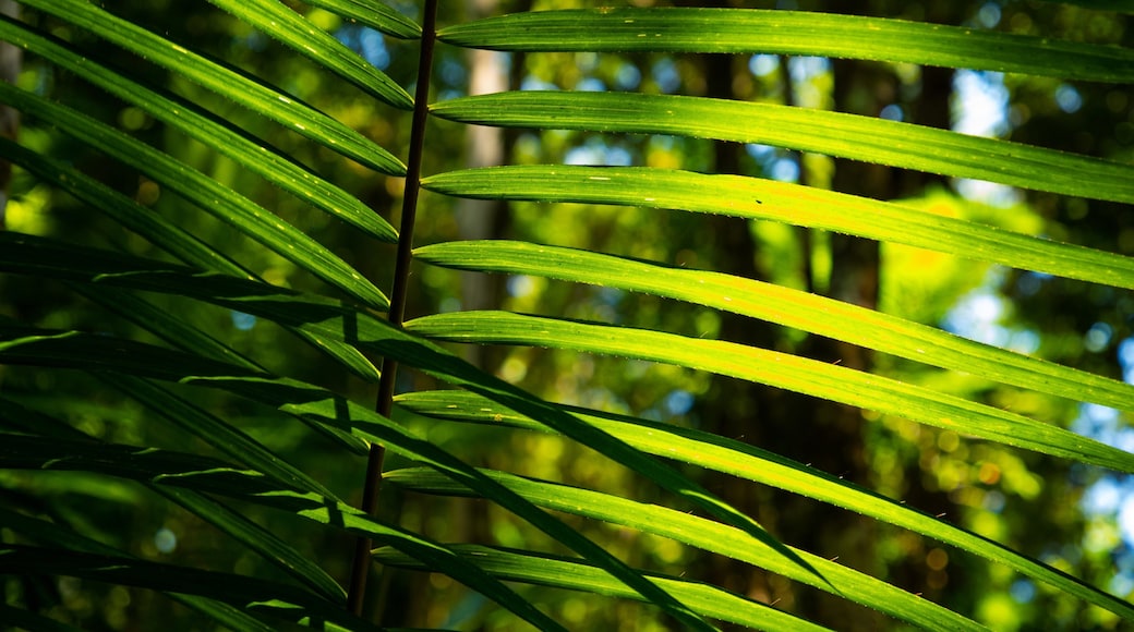 Jindalba Boardwalk showing forest scenes