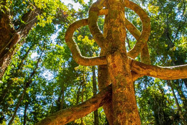 Jindalba Boardwalk showing forest scenes