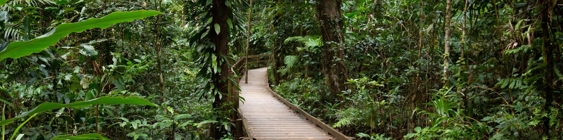 Jindalba Boardwalk which includes forest scenes and a bridge