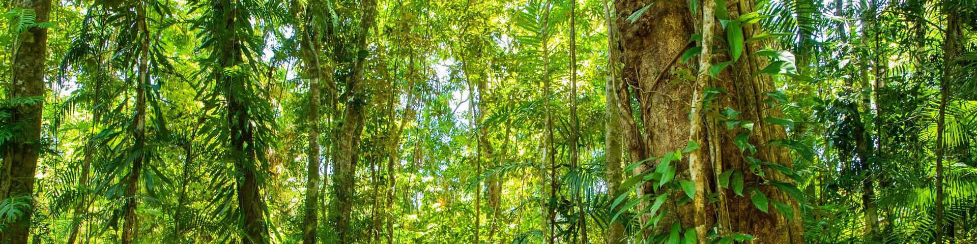 Un puente de madera en un bosque frondoso con árboles altos y abundante vegetación.