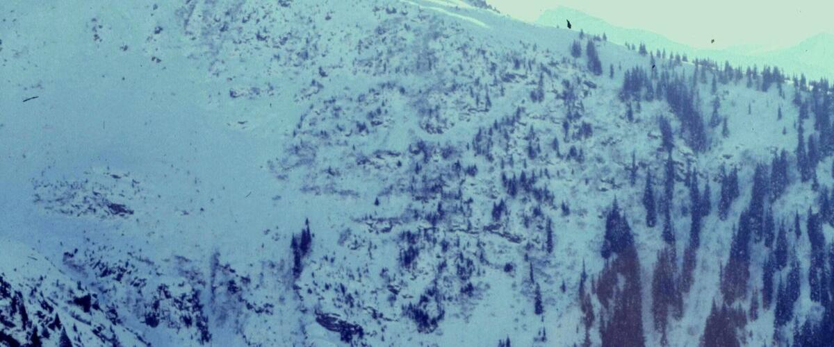 A snow-covered mountain with a ski lift and trees.