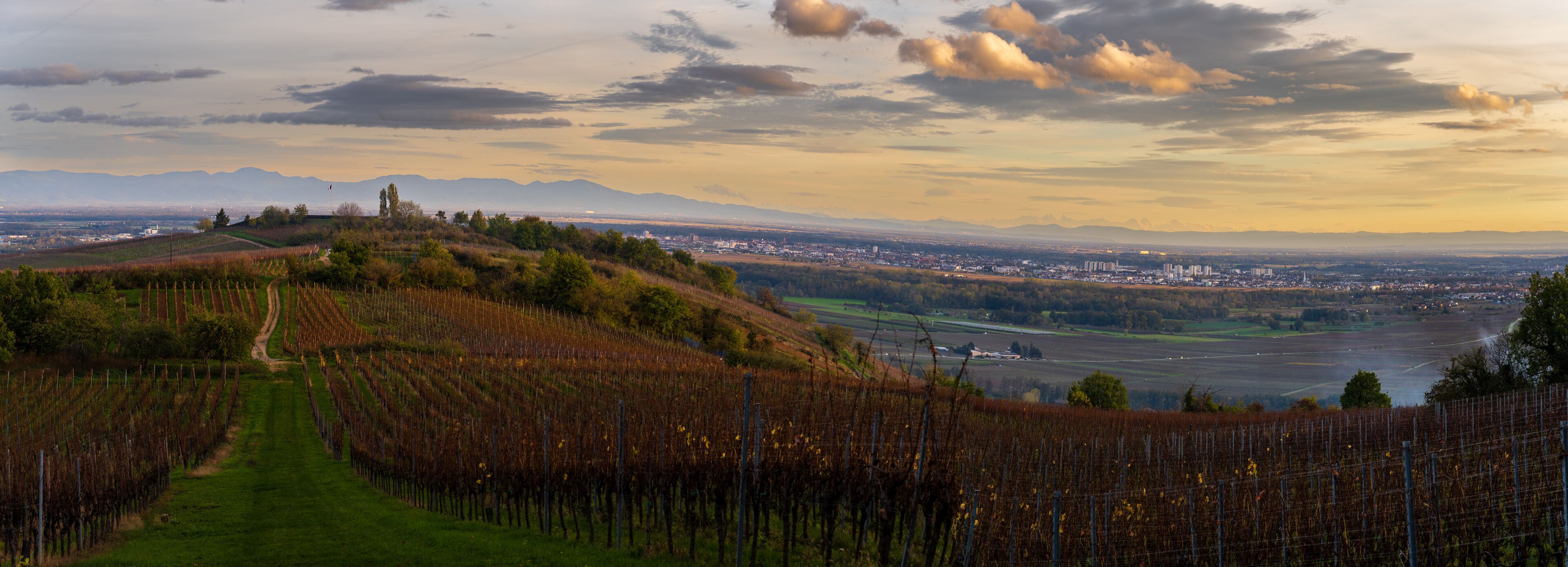 A vineyard with rows of grapevines, a path, and a distant cityscape with mountains in the background.