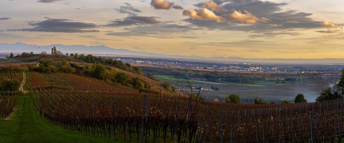 A vineyard with rows of grapevines, a path, and a distant cityscape with mountains in the background.