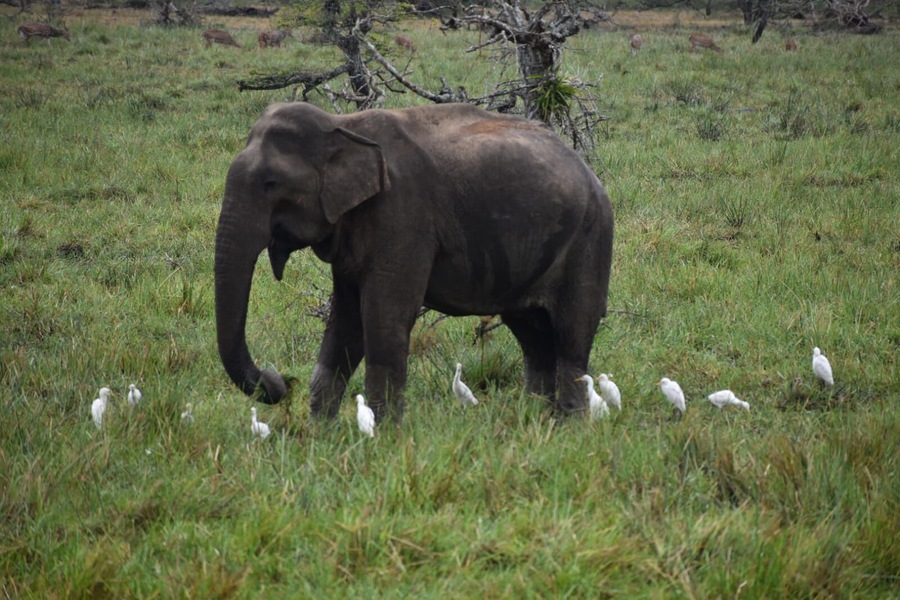 Amazing elephants