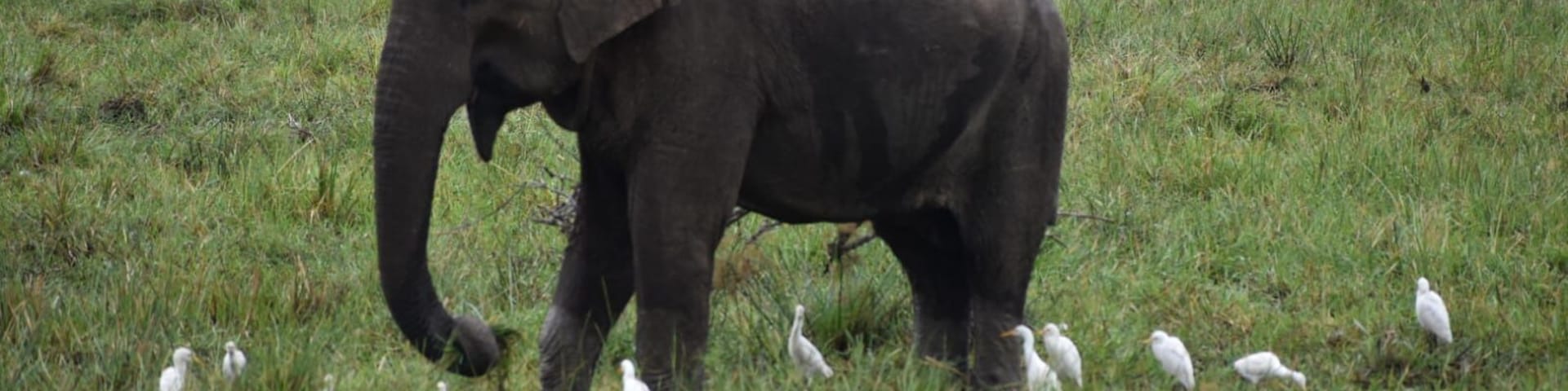 Amazing elephants