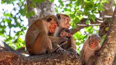 The toque macaques (Macaca sinica) in
Udawalawe National Park, Sabaragamuwa and Uva Provinces, Sri Lanka